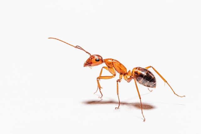 ant infestation at home